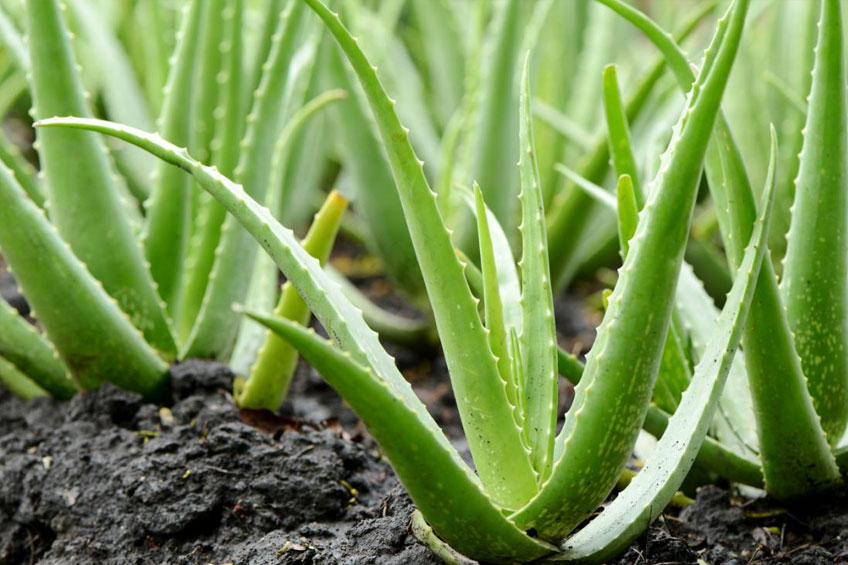 Mindfulness e aloe vera